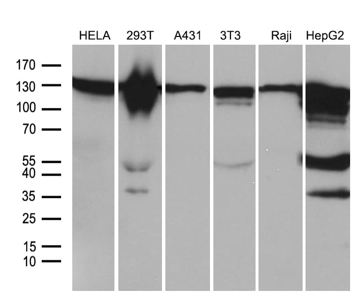 Monoclonal Mouse anti-Human ZHX2 / RAF Antibody (clone OTI2E11, aa595-837, IHC, WB)