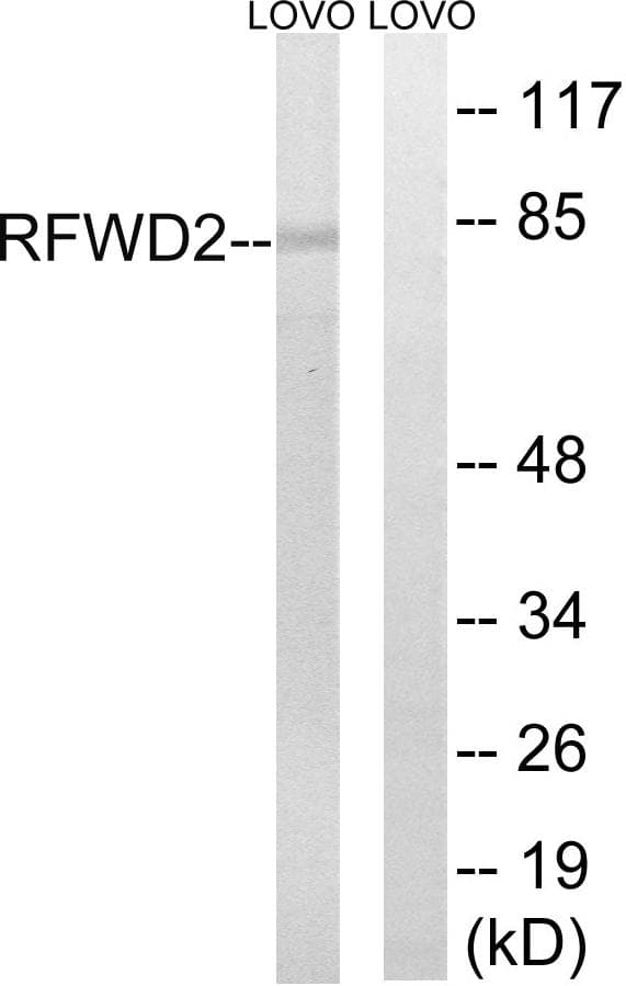 RFWD2 / COP1 Antibody