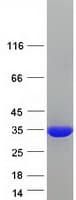 Human SCGN / Secretagogin Protein (Recombinant Myc-DDK (Flag))