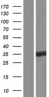 CRYM Protein (Over-Expression Lysate Myc-DDK (Flag))