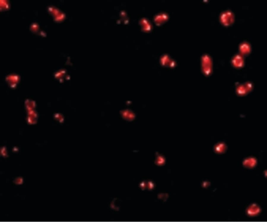 IHC-plus™ ITGA4 / VLA-4 / CD49d Antibody