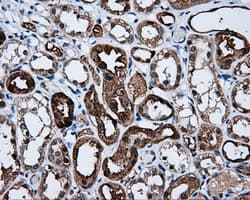 BHMT Antibody (clone OTI1E5)