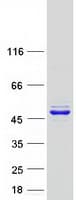 Human FARS2 Protein (Recombinant Myc-DDK (Flag))