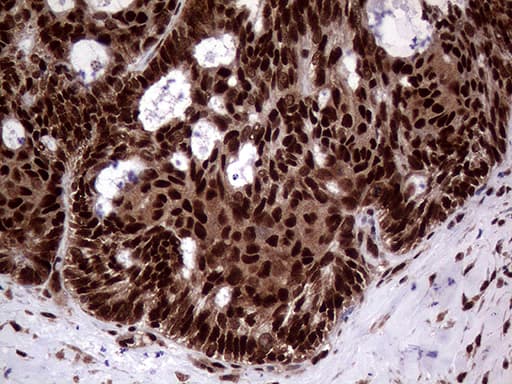SSU72 Antibody (clone OTI2E2)