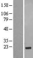 GSG1L Protein (Over-Expression Lysate Myc-DDK (Flag))