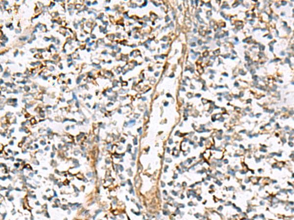 NPC2 Antibody