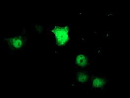 ZNF397 Antibody (clone OTI1F3)