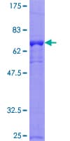 Human CIAO1 Protein (Recombinant GST)