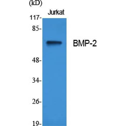 BMP2 Antibody (Internal)