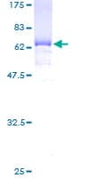 Human EIF3H / EIF3S3 Protein (Recombinant GST)