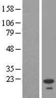 HMP19 Protein (Over-Expression Lysate Myc-DDK (Flag))
