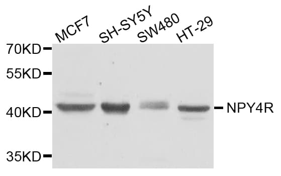 NPY4R / PPYR1 Antibody