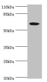 Polyclonal Rabbit anti-Human SLC13A4 Antibody (IHC, WB)