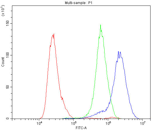 CA2 / Carbonic Anhydrase II Antibody