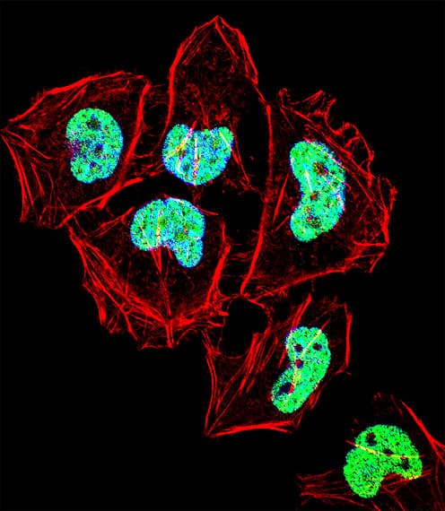 ZNF155 Antibody (aa480-509)