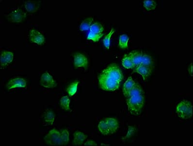 FANK1 Antibody (aa1-345)