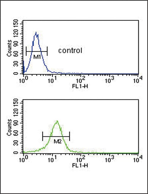 Polyclonal Rabbit anti-Human COL5A2 / Collagen V Alpha 2 Antibody (aa90-118, WB)
