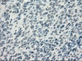 PDE10A Antibody (clone OTI1C9)
