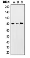 PRKCQ / PKC-Theta Antibody (phospho-Ser676)