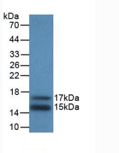 CCL2 / MCP1 Antibody