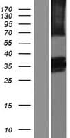 BTN2A2 Protein (Over-Expression Lysate Myc-DDK (Flag))