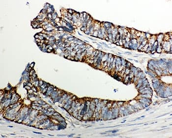 CYCS / Cytochrome c Antibody