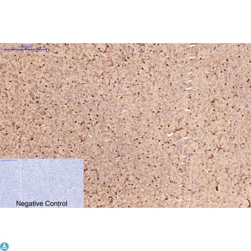 APG5 / ATG5 Antibody