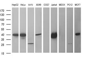 CDC123 Antibody (clone OTI5C7)