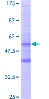 Human MS4A6A / MS4A Protein (Recombinant GST)