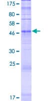 Human OR2A1 Protein (Recombinant GST)