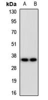 EMCN / Endomucin Antibody