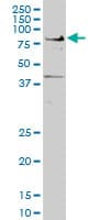 TCF7L2 / TCG4 Antibody (clone 1A9)