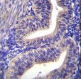 TBPL2 / TRF3 Antibody (aa12-39)