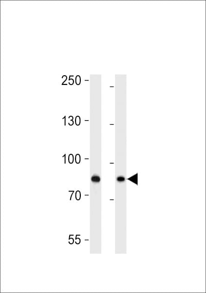 IHC-plus™ USP51 Antibody (aa278-307)