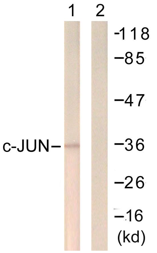 JUN / c-Jun Antibody (p249)