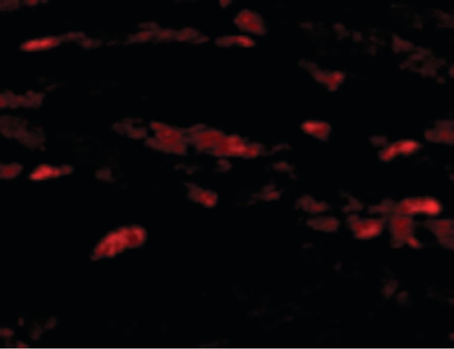 PathPlus™ Polyclonal Rabbit anti-Human NRN1 / Neuritin Antibody (IHC, IF, WB)