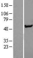 SNTA1 / Syntrophin Alpha 1 Protein (Over-Expression Lysate Myc-DDK (Flag))