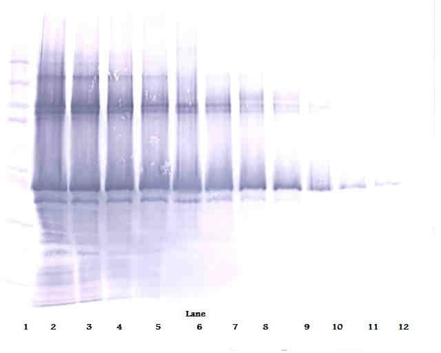 IHC-plus™ NANOG Antibody