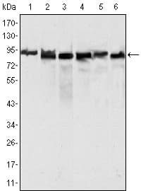 IHC-plus™ MLH1 Antibody (clone 4C9C7)