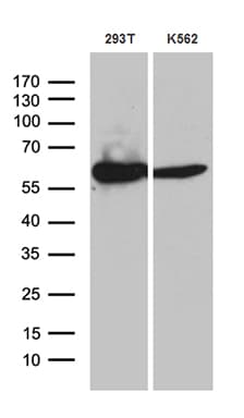 ACAD9 Antibody (clone OTI1D4, Carrier-free)