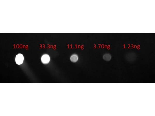 Polyclonal Goat Anti-Human IgG Fc Secondary Antibody (FITC, IF)