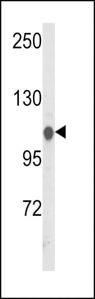 HSPA4L / APG-1 Antibody (aa776-803)