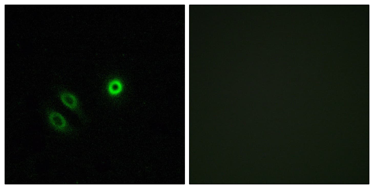OR4X1 Antibody (aa256-305)
