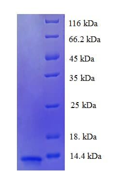 Human LUC7L3 / CROP Protein (Recombinant His)