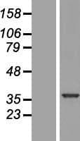 SNRNP35 Protein (Over-Expression Lysate Myc-DDK (Flag))