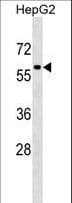 TFEB Antibody (aa271-300)