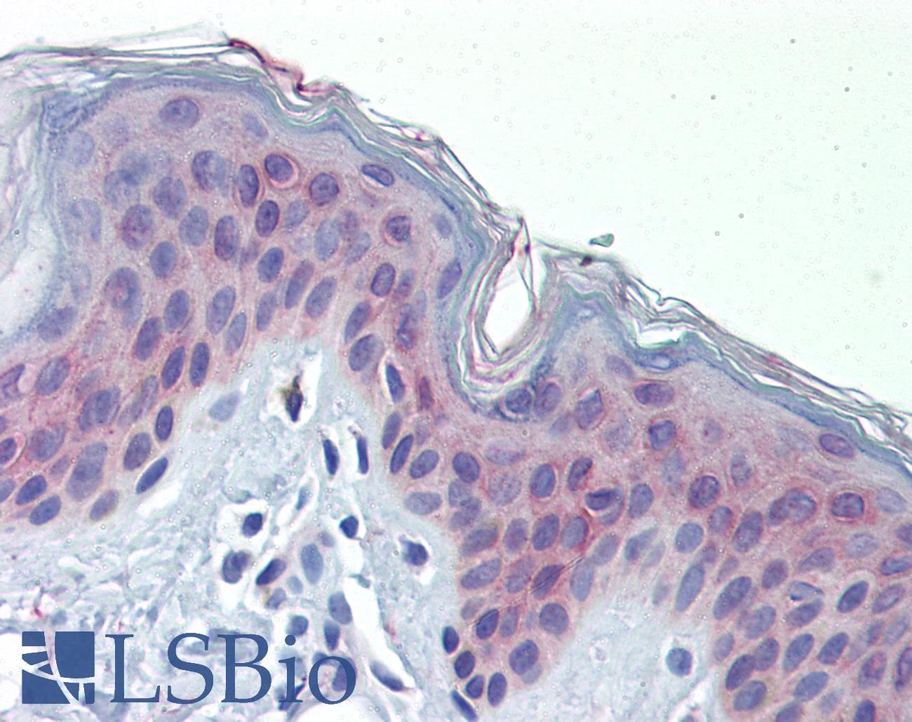 POLDIP3 / p46 Antibody (aa326-375)