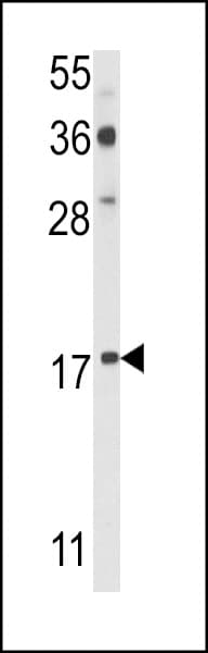 PDRG1 Antibody (aa12-41)