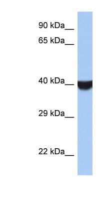 TMED8 Antibody (aa251-300)