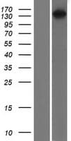 RASGRF1 / CDC25 Protein (Over-Expression Lysate Myc-DDK (Flag))